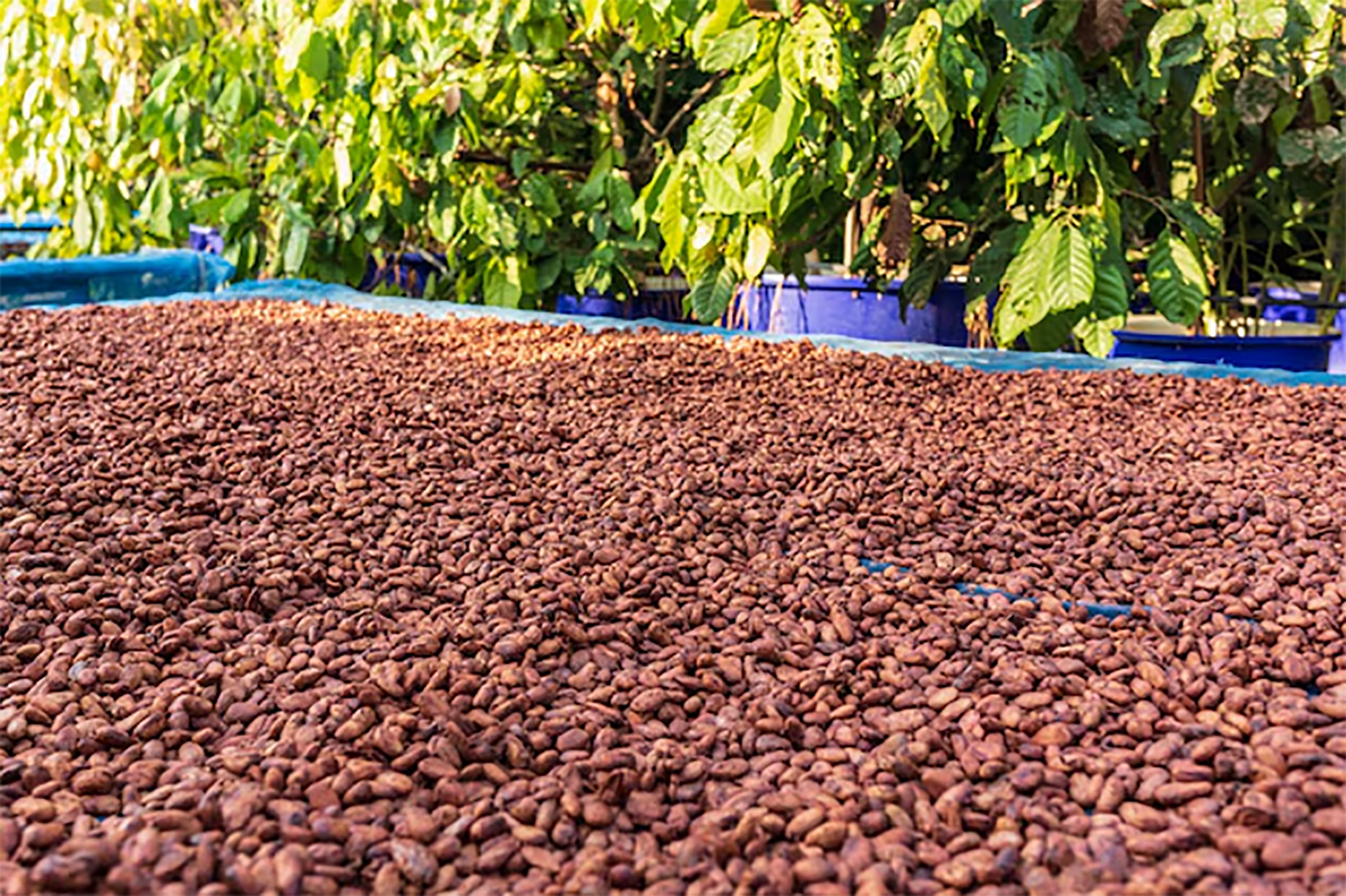 CÔTE D’IVOIRE / AGRICULTURE / Complicité dans la fuite des cultures de rente vers la Guinée. 