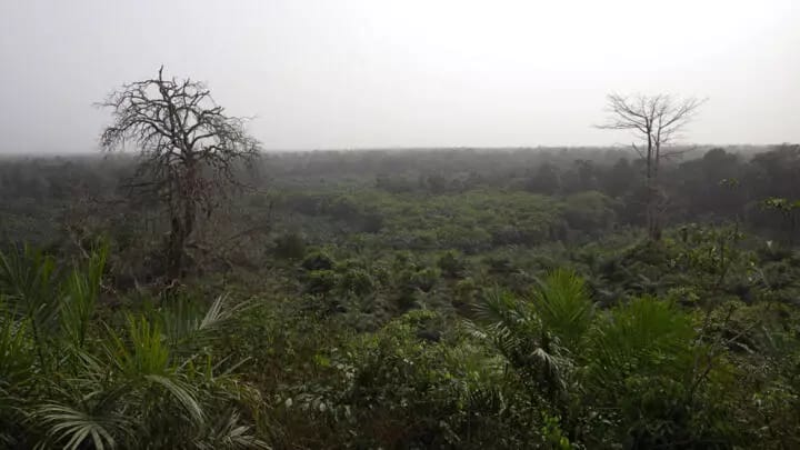 Préservation de la forêt ivoirienne : L'association MALEBI fait la promotion de l'agroforesterie