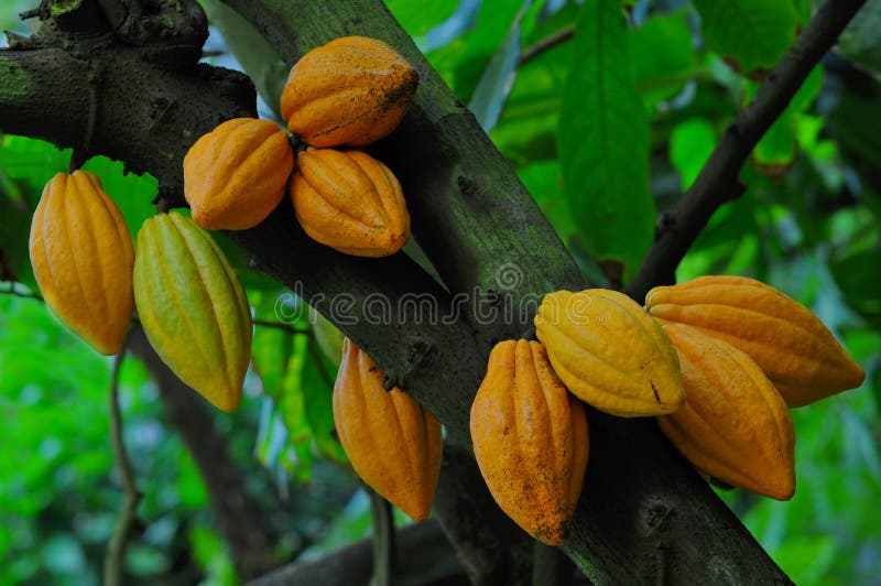 Côte d'Ivoire / Campagne café-cacao 2026-2027 : le prix du kg de café à 1 300 FCFA, le cacao à 1 200 FCFA